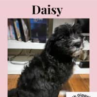 Photo of Puppies!!! Please Read Full Description