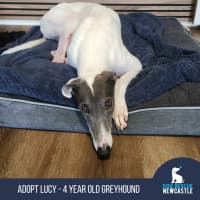 Photo of Lucy   4 Year Old Greyhound