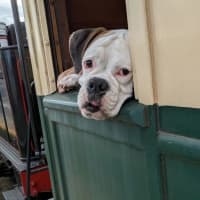 Photo of Odie