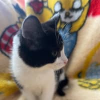 Photo of Huckleberry