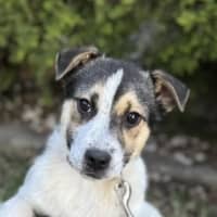 Photo of Flint