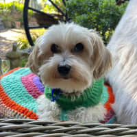 Photo of Vj   9 Year Old Maltese X Shih Tzu