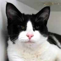 Photo of Magpie Sta014171