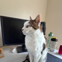 Photo of Clover