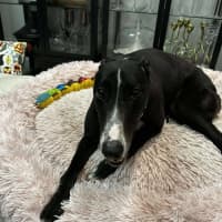 Photo of Candy, The Greyhound