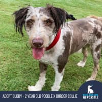Photo of Buddy   2 Year Old Poodle X Border Collie