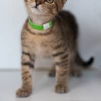Photo of Musfasa