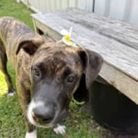 Photo of Lucy   10 Month Old Staffy X