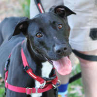 Photo of Juno