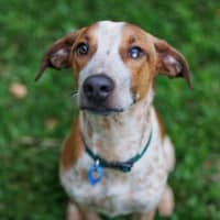 Photo of Rocco