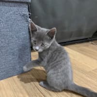 Photo of Alfie