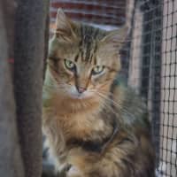 Photo of Ruben **2nd Chance Cat Rescue**