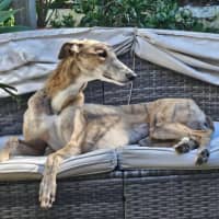 Photo of Franky, The Greyhound