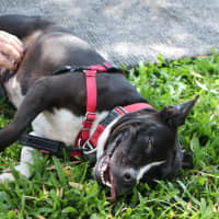 Photo of Abby
