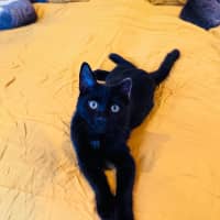 Photo of Pumpernickle Aka Pumpster