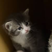 Photo of Bluebell 