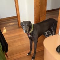 Photo of Lola