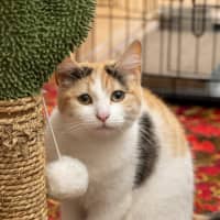 Photo of Ginger Bit