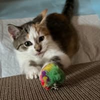Photo of Gizmo