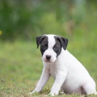 Photo of Loki