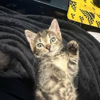 Photo of Toby (Was Starburst)