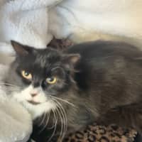 Photo of Charlotte V