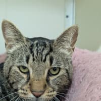 Photo of 🚆 Thomas 5953 🚆