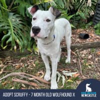 Photo of Scruffy   7 Month Old Wolfhound X