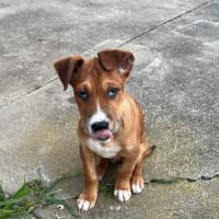 Photo of Bandit