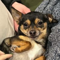 Photo of Beanie Baby