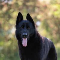 Photo of Nero