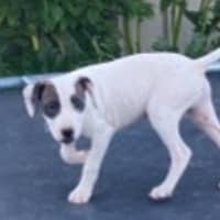 Photo of Hank ~ 11 Week Old, Staffy X Beagle Puppy