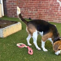 Photo of Beagley