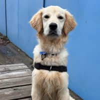 Photo of Pearl Woofster