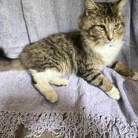 Photo of Sebastian * 9 Lives Project Rescue*