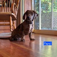 Photo of Pepsi