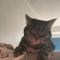 Photo of Princess Pumpkin