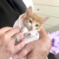 Photo of Cheeto