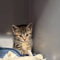 Photo of Clover