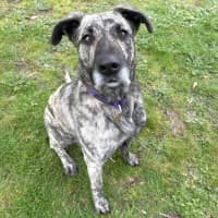 Photo of Zelda