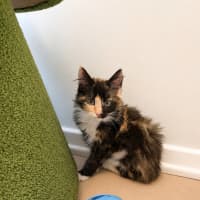 Photo of Pixie