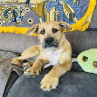 Photo of Pebbles