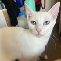 Photo of Snowy *9 Lives Project Rescue*