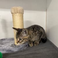 Photo of Mocha
