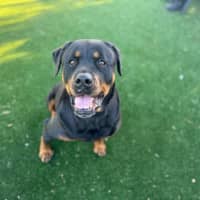 Photo of Marley Imp 1474