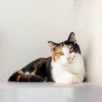 Photo of Skipper