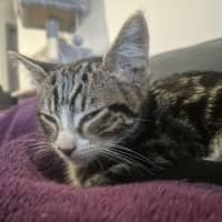 Photo of Sahara *9 Lives Project Rescue*