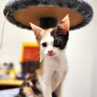 Photo of Tinker