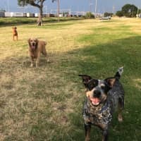 Photo of Patch