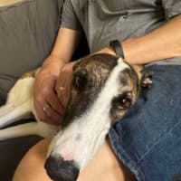 Photo of Lelani, The Greyhound